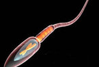 精子和卵子结合生成胎儿的全过程(组图)