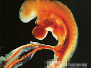 精子和卵子结合生成胎儿的全过程(组图)
