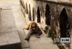 加德满都猴庙：神猴的修行生活