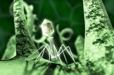 噬菌体攻击细菌   一幅3D图片，展现了噬菌体攻击细菌的恐怖景象。图片打造者乔纳森·赫拉斯表示这种景象不免让人联想到B级片中的场景。在2010年国际科学工程可视化挑战赛上，这幅图片获得图解类荣誉奖。赫拉斯在一份声明中说：“噬菌体是一种奇异的长着细长腿和吸管状口器的病毒，用于向猎物展开无情的攻击。”这种病毒会“劫持”细胞，将这些受害者变成病毒复制工厂。（来源：凤凰网健康论坛）