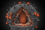 艾滋病病毒3D模型及类似图片观赏(组图)