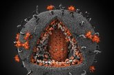 HIV病毒3D图    迄今为止细节最为丰富的艾滋病病毒（HIV）3D模型，获得2010年国际科学工程可视化挑战赛图解类一等奖。这张图解采用两种颜色——橙色和灰色，分别代表艾滋病病毒和一个免疫细胞。图片呈现了病毒正在攻击和侵入细胞的可怕景象。三角形剖面区展示了病毒如何将免疫细胞变成一家“病毒工厂”。视觉科学公司的康斯坦丁诺夫在一份声明中表示：“我们认为这种3D模型是呈现无处不在的人体病毒相关科学数据的一种新方式。”（来源：凤凰网健康论坛）