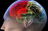 人脑3D模拟图。（图片来源：凤凰网健康论坛）