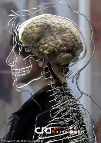 英国举办真实人脑展览(组图)