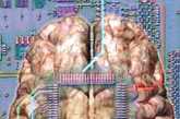 人脑模拟图。（图片来源：凤凰网健康论坛）