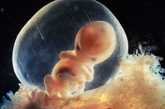 胚胎形成（来源：凤凰网健康论坛）