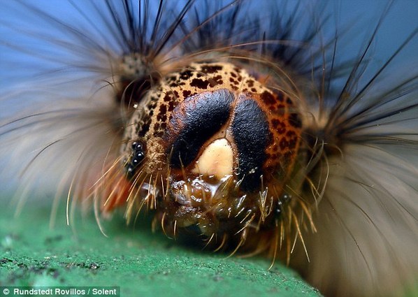 菲律宾摄影师拍摄花园虫子 外形酷似外星生物