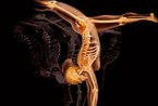 震惊！孕妇和人体X射线艺术照