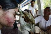 柬埔寨Kandal省一个村庄，一名男子手持乌龟接触患者的面部，以此治疗风湿病。

