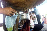柬埔寨Kompot省，村民们收集一头牛的尿液。当地人相信牛、蛇、龟等等都有超自然的能力，尿液可治百病。
