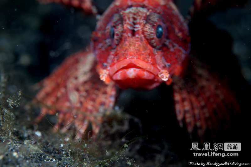 夏天体会海边潜水的乐趣 与鱼儿亲密接触