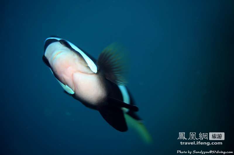 夏天体会海边潜水的乐趣 与鱼儿亲密接触