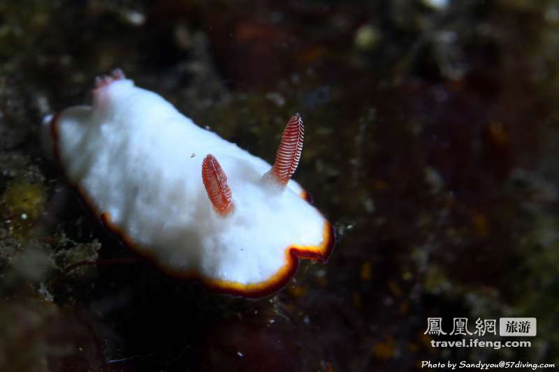 夏天体会海边潜水的乐趣 与鱼儿亲密接触