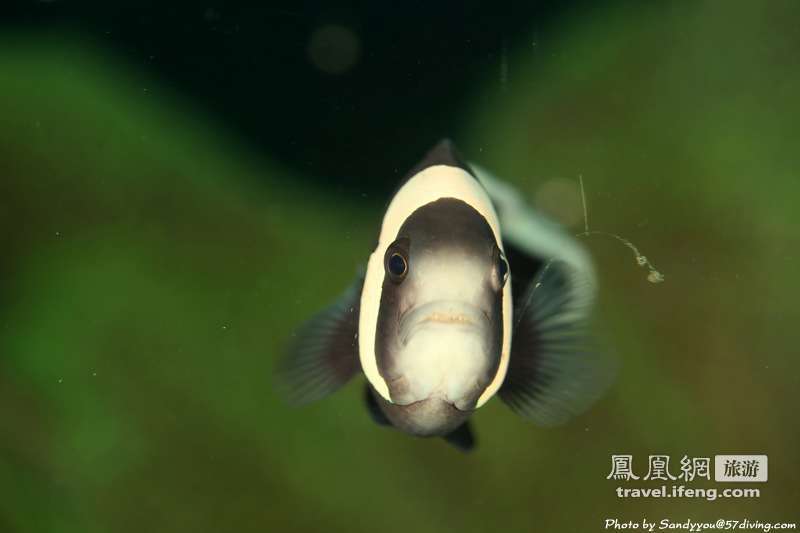 夏天体会海边潜水的乐趣 与鱼儿亲密接触