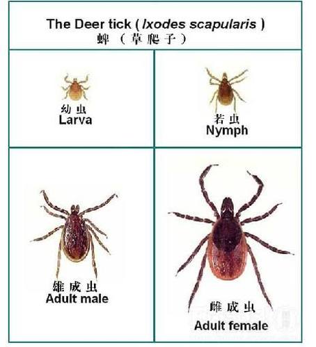 蜱虫侵扰北京昌平 图说如何应对蜱虫