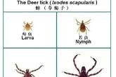 蜱是许多种脊椎动物体表的暂时性寄生虫，是一些人兽共患病的传播媒介和贮存宿主。