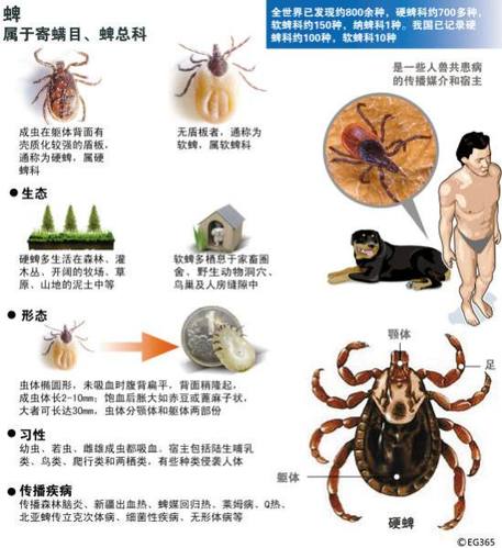 蜱虫侵扰北京昌平 图说如何应对蜱虫