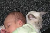 当淘气宝宝遇到可爱猫咪会是什么结果呢？让我们一起来看这些搞笑照片吧。（图片来源：凤凰网亲子论坛）