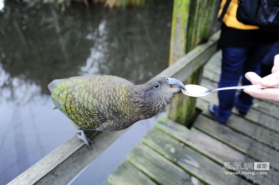 新西兰基督城柳岸野生动物保护区看奇异鸟