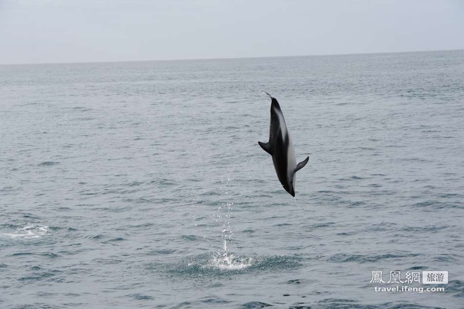 跟随凯库拉地区最大的观鲸公司出海近距离接触抹香鲸