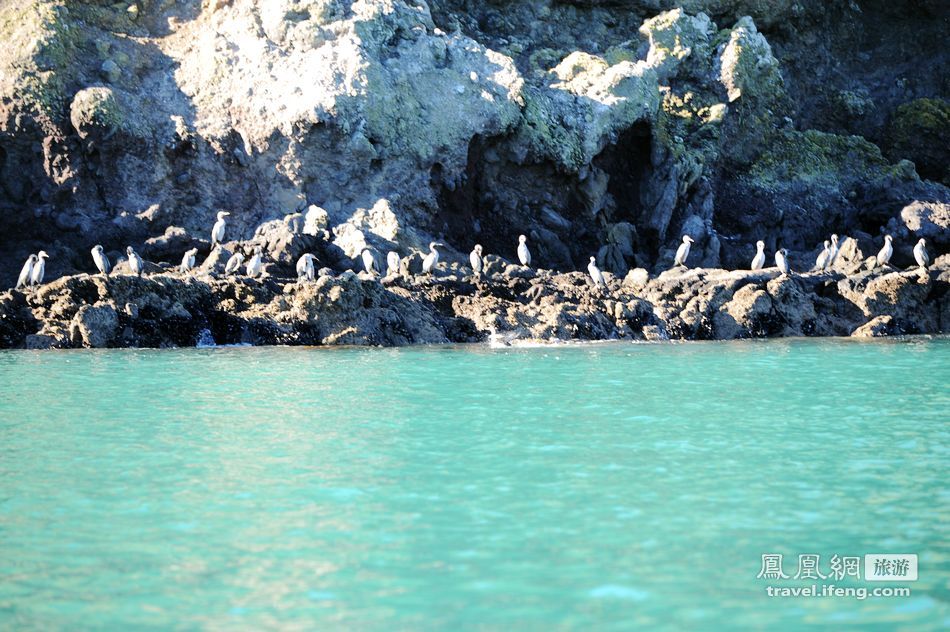 新西兰阿卡罗阿小镇跟随黑猫游船出海赏赫氏海豚