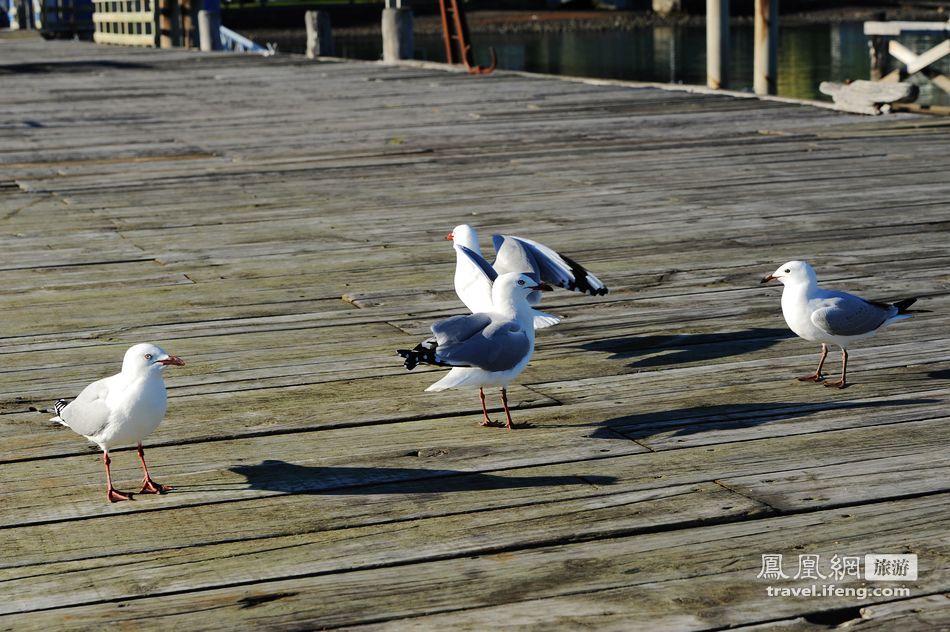 体验坎特伯雷班克斯半岛阿卡罗阿小镇与游人嬉戏的海鸟