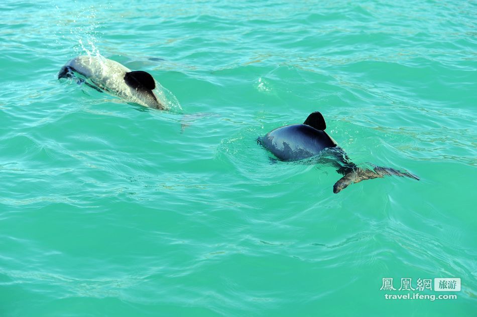 新西兰阿卡罗阿小镇跟随黑猫游船出海赏赫氏海豚