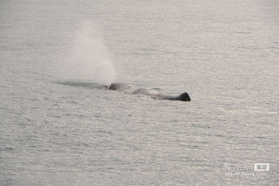 跟随凯库拉地区最大的观鲸公司出海近距离接触