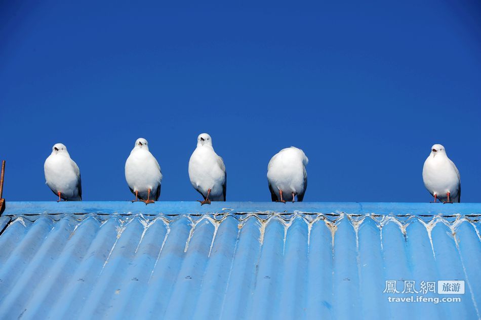 体验坎特伯雷班克斯半岛阿卡罗阿小镇与游人嬉戏的海鸟