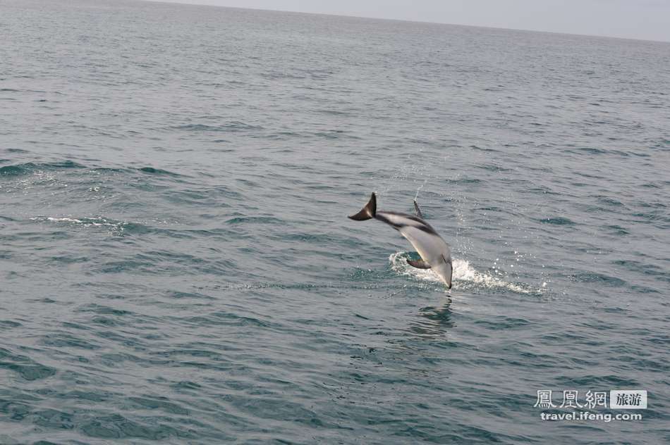 跟随凯库拉地区最大的观鲸公司出海近距离接触抹香鲸