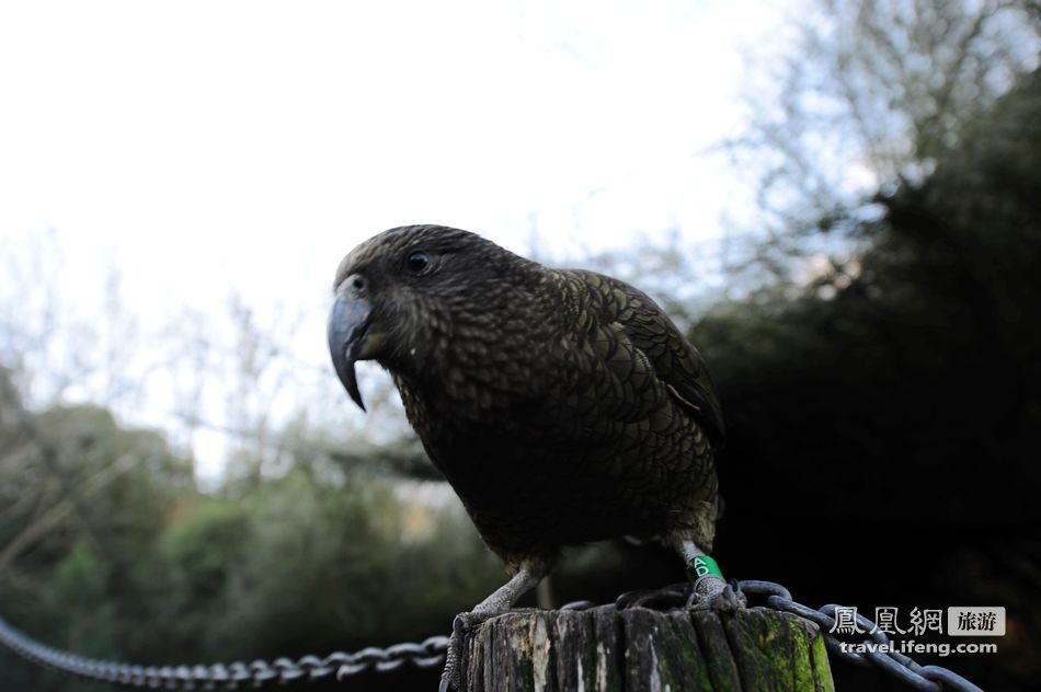 新西兰基督城柳岸野生动物保护区看奇异鸟