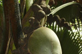海椰子的果实长成这样大并不容易，它需要约10年的时间才能成熟呢。