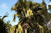 海椰子的果实虽然奇特，但它的商业价值并不大，一般被人们取用它的外壳作盛水或其他物品的器具，或当作旅游观赏物品出售。