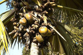 因此，海椰子又称复椰子或双椰子。海椰子属于棕榈科中的糖棕亚科，它是一种热带乔木。