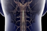 凤凰网健康图注：颈部脊柱、神经（来源：新华网）