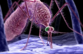 凤凰网健康图注：蚊子吸血过程（来源：新华网）