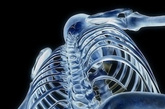 凤凰网健康图注：人体骨骼（来源：新华网）