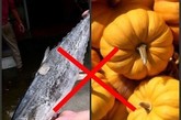 海鱼+南瓜：同食会中毒