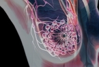 医学3D人体美图欣赏：透视女性乳房