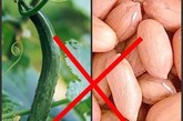 花生+黄瓜：易导致腹泻