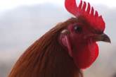 鸡头不能吃:我国有句民谚：十年鸡头胜砒霜。为何鸡越老，鸡头毒性就越大呢？医学专家分析，其原因是鸡在啄食中会吃进有害的重金属物。