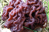 大脑蘑菇（鹿花菌） 鹿花菌，真菌的一种，广泛分布于欧洲和北美。它在春季和初夏出现，一般生长在松柏树下的沙质土壤中。它的子实体（即蘑菇）呈不规则大脑形状，颜色一般是深棕色，约10厘米高，15厘米宽，栖息在月6厘米高的白色粗壮的菌柄上。尽管属于有毒的不可食用菌种，但它在斯堪的纳维亚半岛、东欧、北美五大湖北部地区等地，仍然是一种流行的美食。在西班牙，它是禁售的。在芬兰，它的售卖不被禁止，但必须伴有明确的警告标示和正确使用的详细说明。它不能生吃，食用时必须把它煮的半熟，但即使是充分煮熟，也不能保证完全安全。 