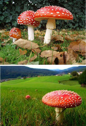 不可思议！世界上最奇特的蘑菇