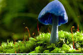 天蓝蘑菇 天蓝蘑菇是在新西兰和印度发现的一个菌种。这个小小的蘑菇通体都是蓝莹莹的，只有菌褶部分可以看到红色孢子的痕迹，这种颜色是由于它的子实体含有三种甘菊环烃。天蓝菇不可食用，但它是否有毒还是未知的。2002年新西兰发行的一套包括6个本地菌种的邮票中就有它，同时它也出现在新西兰储备银行1990年发行的50元钞票的背面。 