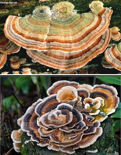 不可思议！世界上最奇特的蘑菇