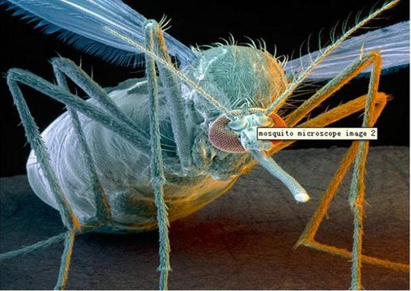 显微镜下看蚊子怎样叮人吸血(高清大图)