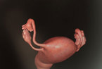孕期胎儿在子宫中发育全过程(组图)