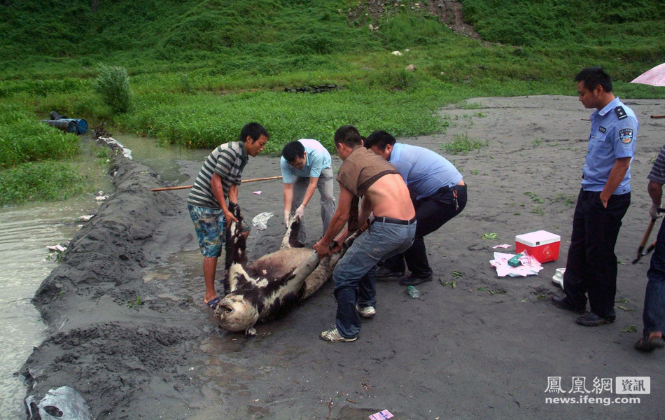 四川遭遇泥石流灾害 野生大熊猫溺亡