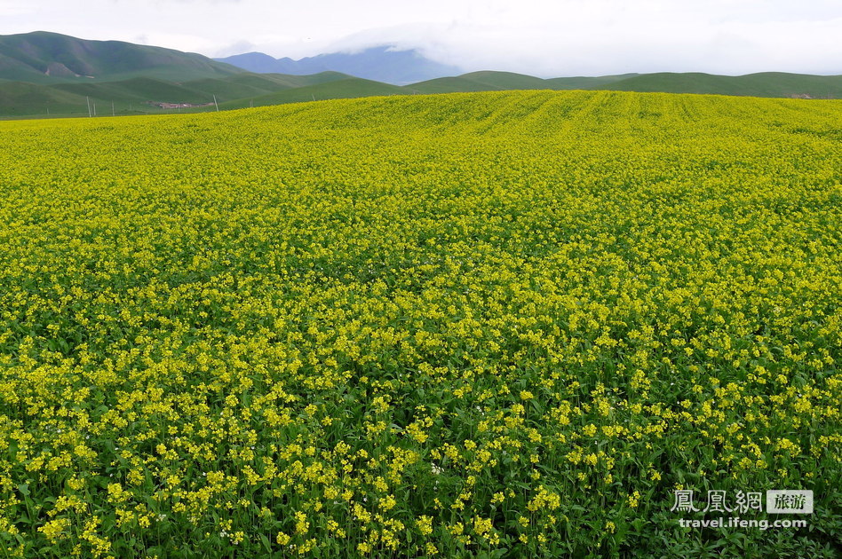 丝路大巴游Day 6 青海门源看油菜花