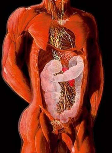 透视人体：X射线下的人体艺术